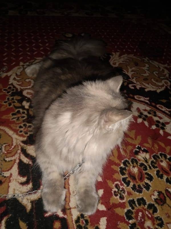 pershion punch face long hair very beautiful soft cat vaccination done 4