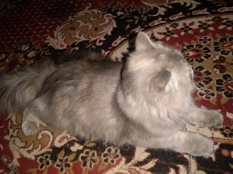 pershion punch face long hair very beautiful soft cat vaccination done 5