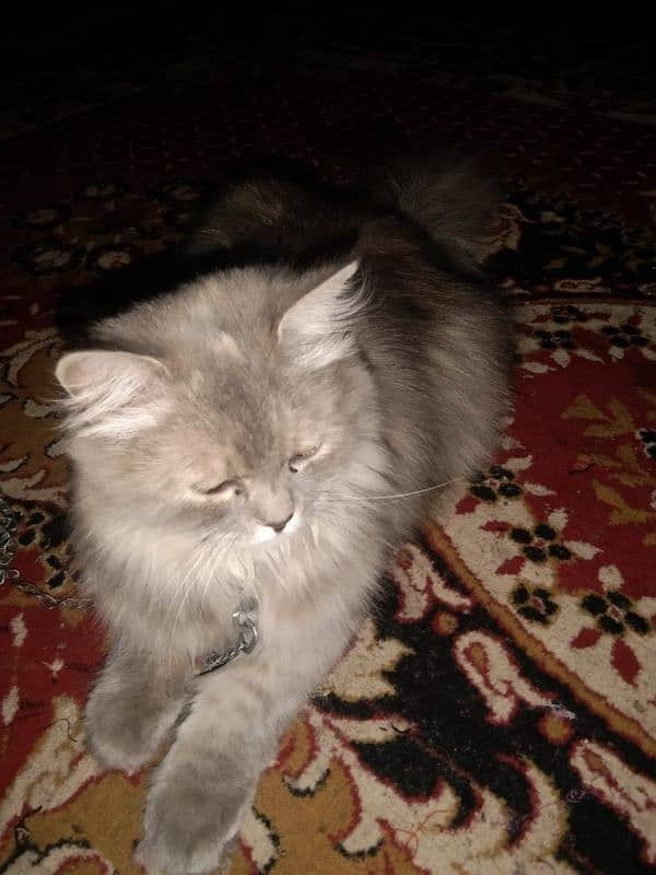 pershion punch face long hair very beautiful soft cat vaccination done 6