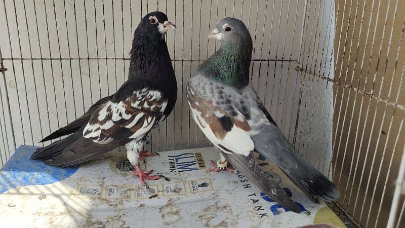 sabaz khal Guliyar  or kala desi pair pigeon Kabutar kabootar kabotar 0