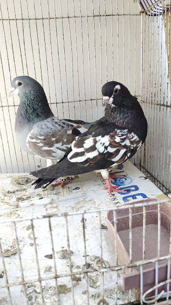 sabaz khal Guliyar  or kala desi pair pigeon Kabutar kabootar kabotar 1