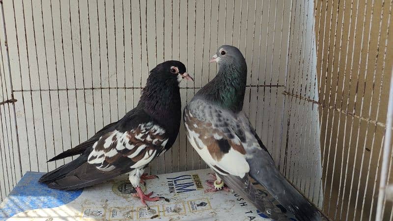 sabaz khal Guliyar  or kala desi pair pigeon Kabutar kabootar kabotar 2