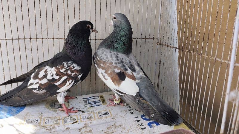 sabaz khal Guliyar  or kala desi pair pigeon Kabutar kabootar kabotar 3