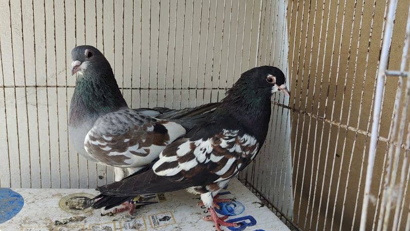 sabaz khal Guliyar  or kala desi pair pigeon Kabutar kabootar kabotar 4