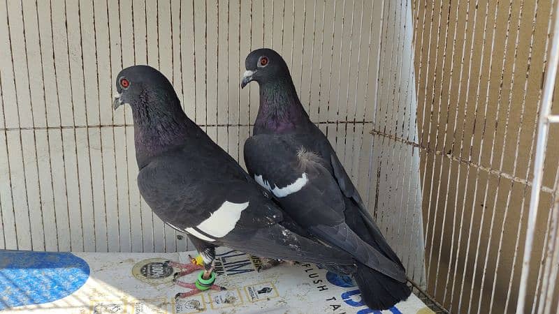 sabaz khal Guliyar  or kala desi pair pigeon Kabutar kabootar kabotar 5