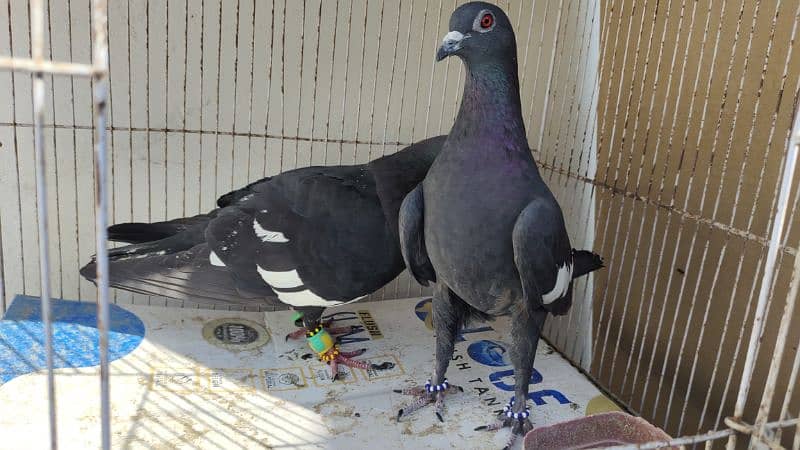 sabaz khal Guliyar  or kala desi pair pigeon Kabutar kabootar kabotar 6