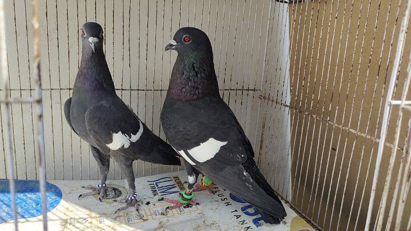 sabaz khal Guliyar  or kala desi pair pigeon Kabutar kabootar kabotar 7