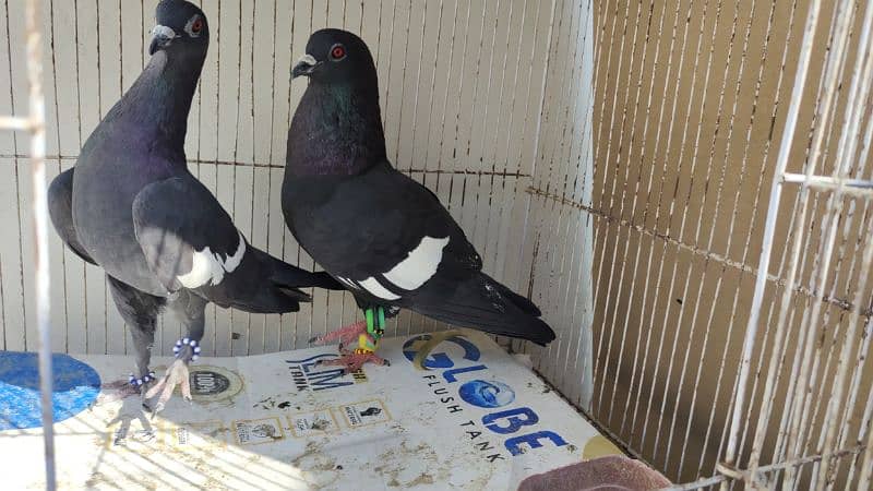 sabaz khal Guliyar  or kala desi pair pigeon Kabutar kabootar kabotar 8