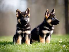 German Shepherd puppy