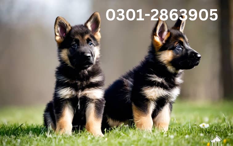 German Shepherd puppy 1