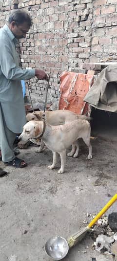 14 months Labrador