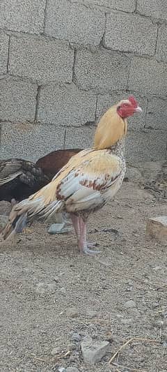 PEELA BREEDER ASEEL COCK GOOD FOR BREED