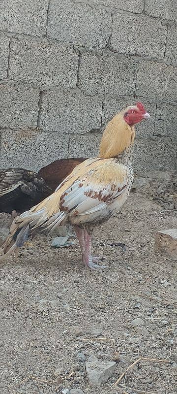 PEELA BREEDER ASEEL COCK GOOD FOR BREED 0