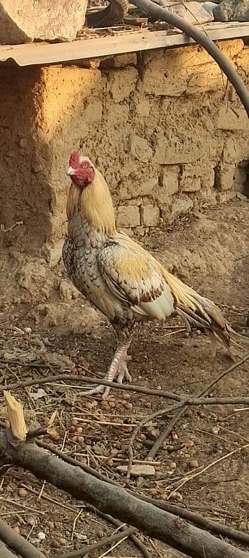 PEELA BREEDER ASEEL COCK GOOD FOR BREED 2