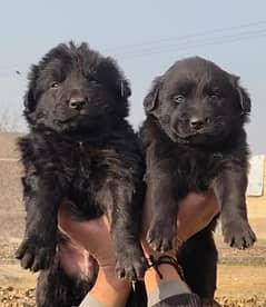 black Shepherd puppies | Long Coat puppies | Dog For Sale | GSD