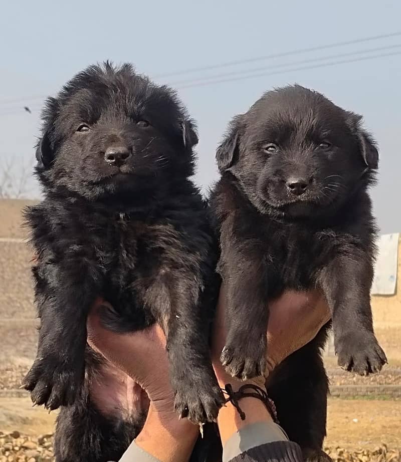 black Shepherd puppies | Long Coat puppies | Dog For Sale | GSD 0