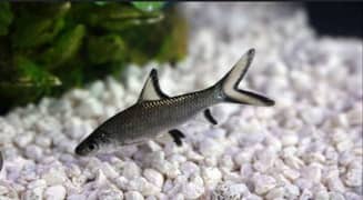 Fishes For Sale. . (Rainbow Shark and Silver shark)