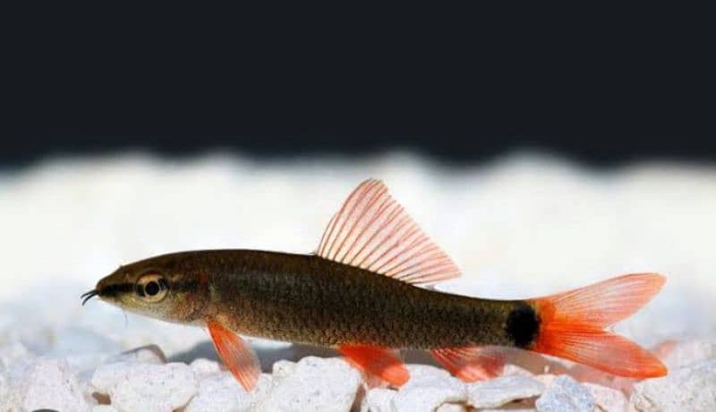 Fishes For Sale. . (Rainbow Shark and Silver shark) 1