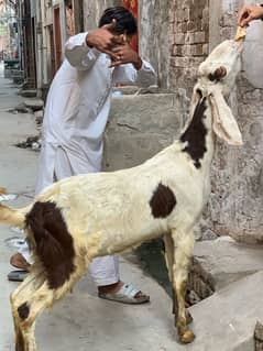 Desi Bakri.