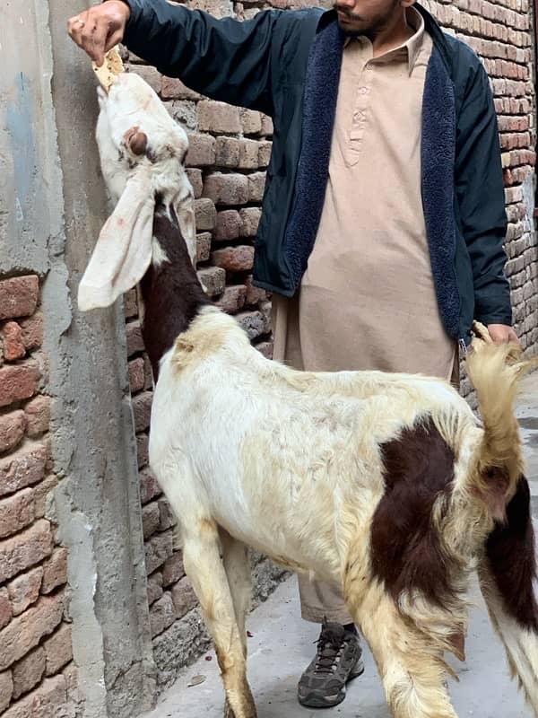 Desi Bakri. 2