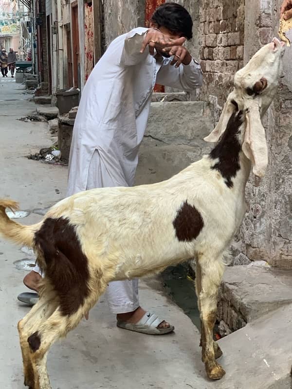 Desi Bakri. 3