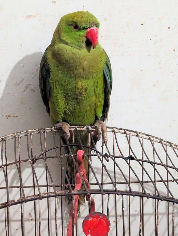 green ringneck parrot 0