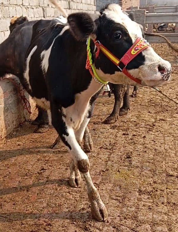 Friesian cow ,Friesian cross cow ,sahiwal cross gay 10