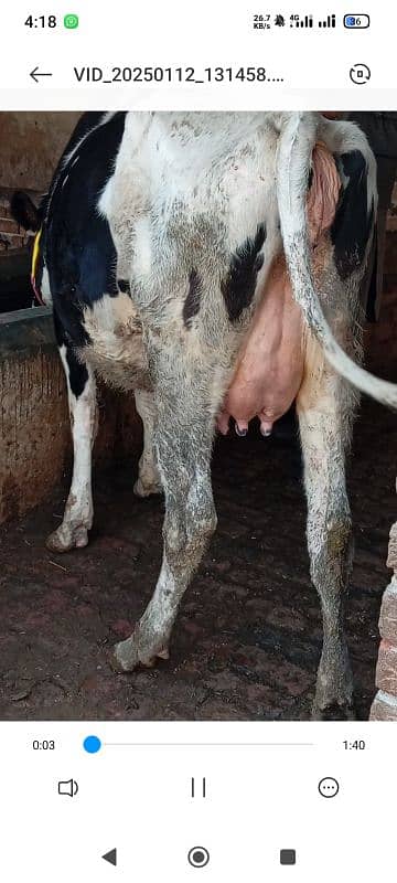 Friesian cow ,Friesian cross cow ,sahiwal cross gay 11