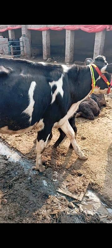 Friesian cow ,Friesian cross cow ,sahiwal cross gay 12