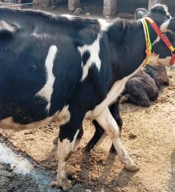 Friesian cow ,Friesian cross cow ,sahiwal cross gay 16