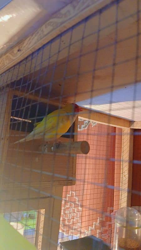 Latino Gouldain Finch 4