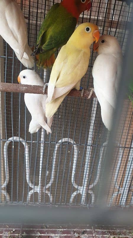 Creamino,Decino,Albino red eyes,pastelino, fischer,green opaline 0