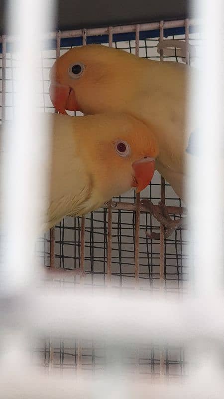 Creamino,Decino,Albino red eyes,pastelino, fischer,green opaline 1