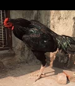 aseel black mushka patha roosters aseel 0322 5643103