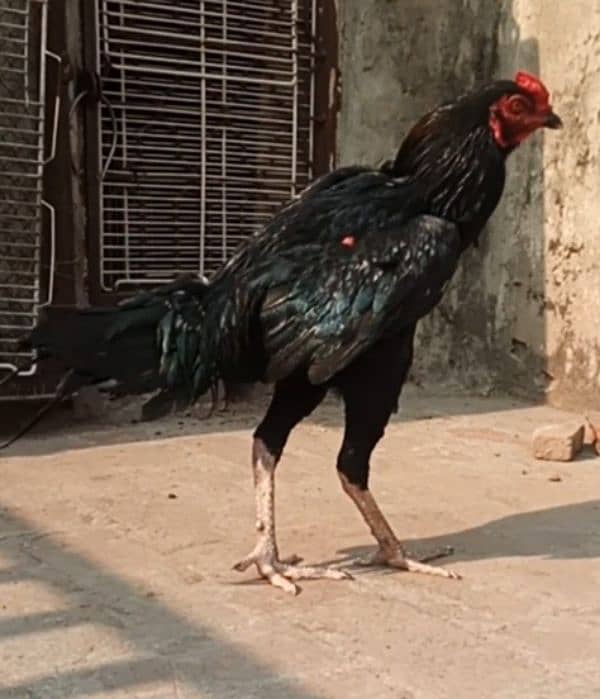 aseel black mushka patha roosters aseel 0322 5643103 1