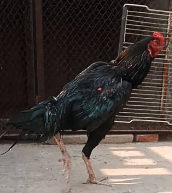 aseel black mushka patha roosters aseel 0322 5643103 2