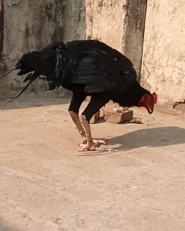 aseel black mushka patha roosters aseel 0322 5643103 3