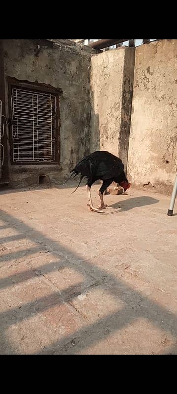 aseel black mushka patha roosters aseel 0322 5643103 4