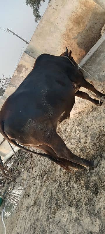 2 cow for sale 1