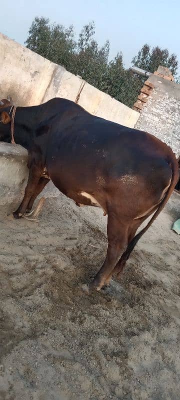 2 cow for sale 4