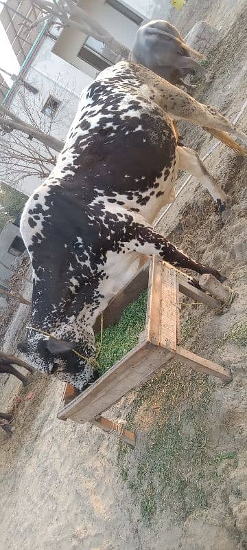 2 cow for sale 6