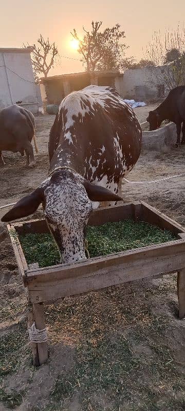 2 cow for sale 7