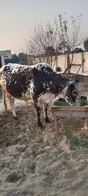 2 cow for sale 8