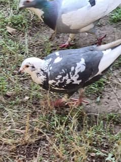 Different breed pigeons for sale