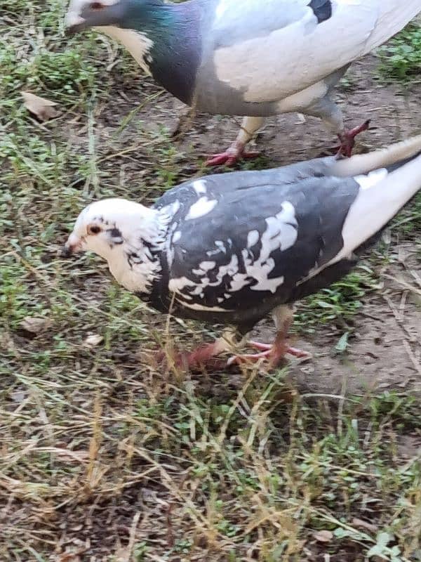 Different breed pigeons for sale 0