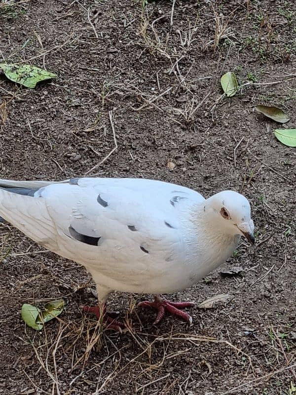 Different breed pigeons for sale 1