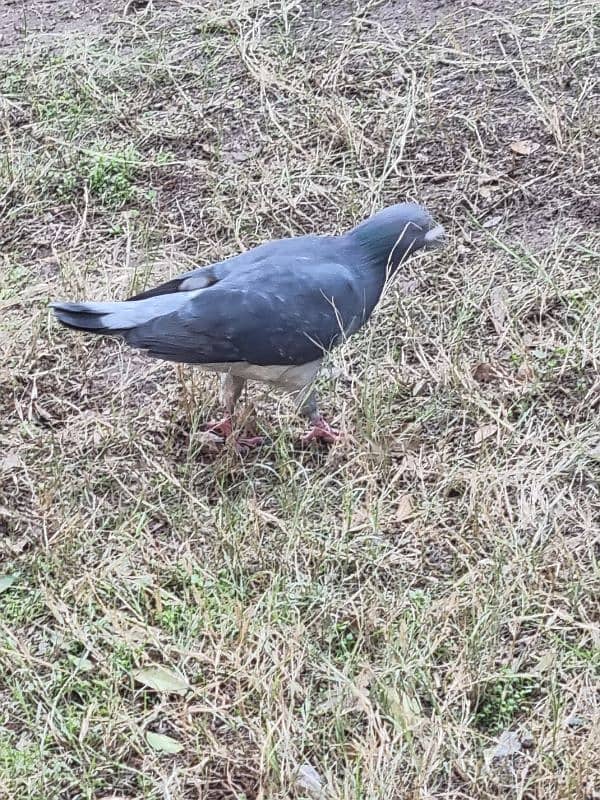 Different breed pigeons for sale 2