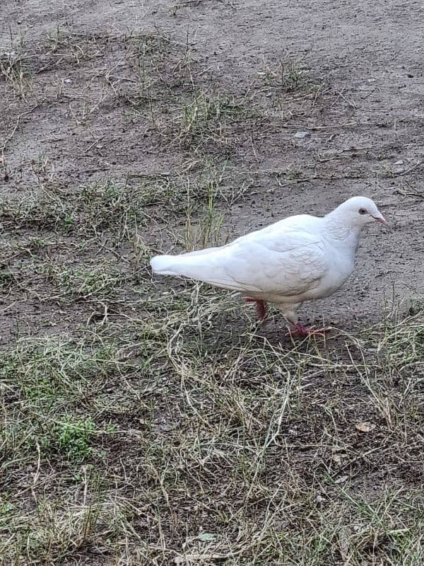 Different breed pigeons for sale 3