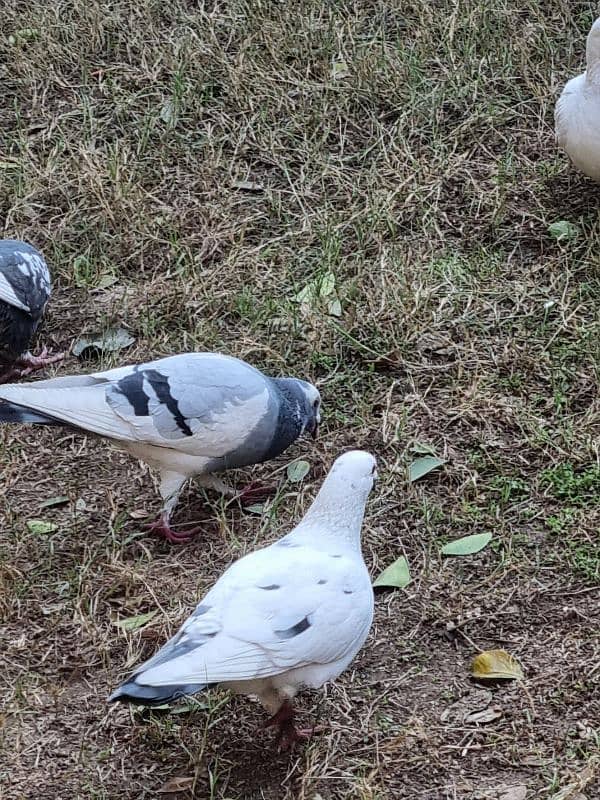 Different breed pigeons for sale 4