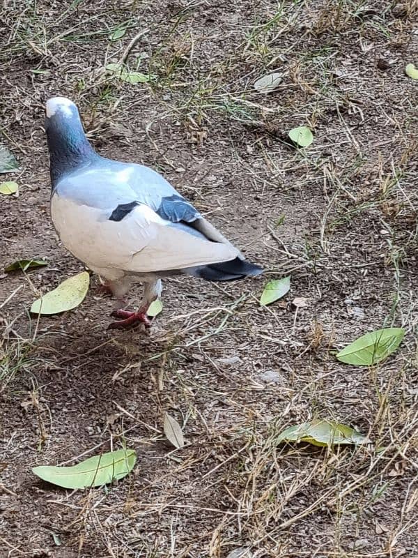 Different breed pigeons for sale 5